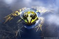 <br><br>Nom anglais : Edidle Frog
<br>La fécondité augmente avec la taille de la femelle, et la ponte peut avoir de 500 à 8000 œufs regroupés en amas gélatineux que l'on appelle "fraie". Après quelques jours, souvent entre 7 à 15, en fonction de la température de l'eau,  les têtards feront leur apparition. Ils resteront dans l'eau jusqu'au printemps suivant où ils se métamorphoseront en petites grenouilles vertes d'environ 2 cm après être restés trois à quatre mois à l'état larvaire.
<br><br>Photo réalisée en France, dans l'Allier (Auvergne)
<br><br>


 Grenouille verte
Rana esculenta
Edidle Frog
Allier
Auvergne
femelle
eau
fécondité
température 